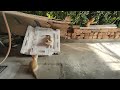 Best Ever Cute Cat Funny Video 2023 #6 try not to laugh 🤣