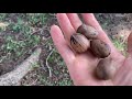 Small scale pecan harvesting