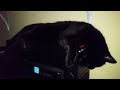 Cat Reviews: Corsair Carbide Series SPEC-01