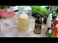 How to Make Neem Oil, Smothering Insect Oil and Fungicide Sprays: Recipes & Routines DIY Ep-4