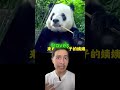 Panda que aprendió a pelar los dientes #panda #oso #osopanda #zoologico #china