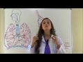 Lung Anatomy and Physiology | Gas Exchange in the Lungs Respiration Transport Alveoli Nursing