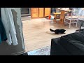 Kitten Plays Fetch