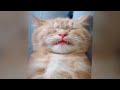 Try Not To Laugh Challenge🤣Funny and Cute CAT Videos Compilation 2024😻🐈