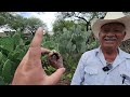 ENTRE MAYATES y MAGUEYES ENCANTADOS | EL TESORO (parte 1)