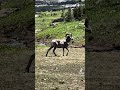 Logan’s Pass