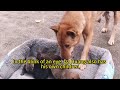 Man Finds Pregnant Stray Tibetan Mastiff in No-Man's Land, Helps Puppies Find Good Homes