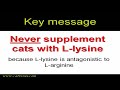 Arginine is an essential amino acid for the feline urea cycle: never give lysine supplements to cats