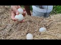 wow wow unique! Harvest duck egg a lot in the waterway at field by hand a smart farmer