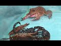 Amazing Asian Bullfrog Eat  Fish, Scorpion and Crab!! Bullfrog Live Feeding