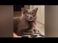 Best Funniest Animal Videos 2024😪🐶Funny Dogs And Cats Videos Of The year😻