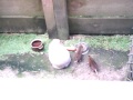 Rats pinching the Rabbits food