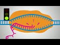 What is a Plasmid? - Plasmids 101