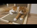 We built a scratcher for our cats