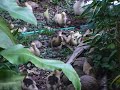 Muscovy Ducklings Eating Mosquitoes