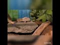 Leopard gecko shedding at 20 times speed