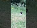 magpie having a bath