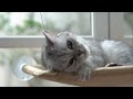 Sleeping Cats in Serenity: Enchanting Piano Music for Ultimate Cuteness