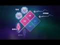 What is Autosomal Recessive Inheritance?