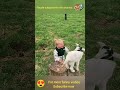 Try Not To Laugh ...dancing goat ..funny goats . cute goats .. crazy goats