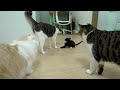 The Big Cat Begins To Accept the Rescued Kitten As a Family │ Episode.98