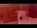 Surprised doge