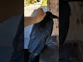 crow friend (Jun 19 2022)