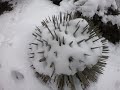 Mt Baldy - Winter storm on way to Devils Backbone (Register Ridge)