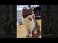 🐾 Funny Cat Videos 2024 🤣🐈 Part 25