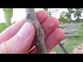 Apple Tree Grafting For Beginners - Learn How To Graft | Includes 6 Months of Updates