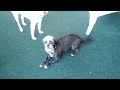 Buster, the singing Chinese Crested.mp4