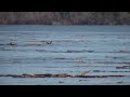 Yukon River  Joe Zuray Catching River Drift Logs