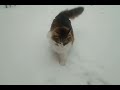 ПО СВОИМ СЛЕДАМ ТРИ ДНЯ СЛЕД В СЛЕД КОТ ФЕДОР Like a cat Fedya retraces his steps..