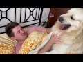 How I wake up when I have a Golden Retriever