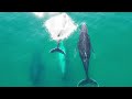 Whale Watching in Byron Bay: A Drone Video | Crystal Water