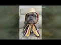 Funny and cute DOGS🐶Videos🔶 Сompilation  # 11🔶