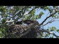 Kings River Bald Eagles