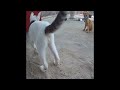 🤣😍 So Funny! Funniest Cats and Dogs 😍🤣 Best Funny Animal Videos # 20