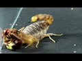 AWESOME! What would HAPPEN if a YELLOW SCORPION meets an ASIAN WASP?