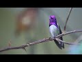 Bee Hummingbird | Animal Facts Series | Episode 34