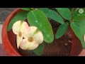 Euphorbia plant care in tamil/யூபோர்பியா தாவர பராமரிப்பு