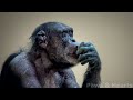 59-Year-Old Chimpanzee Refuses Food and Cries Until She Hears a Familiar Voice