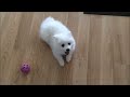 Puppies Learning to Howl