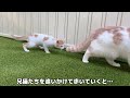 保護した子猫を初めて庭に出してみたら大喜びでこうなっちゃいました…w