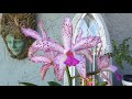 Last weeks orchid haul, Palmer's Nov 2021 Haul