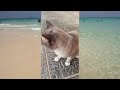 ME GUSTA EL VERANO!!!😺EL GATUNO DE CADI.