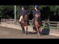 Feral ponies from welfare round up find home with Ian Stark