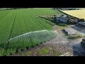 Claas Arion mowing grass in Norfolk