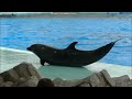 【完全版】 イルカのパフォーマンスショー / 名古屋港水族館 【見たい場面だけをつなげてみた】