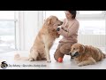 Separation anxiety relief music 💖 Dog Relaxation Sounds | Calming and Soothing Music